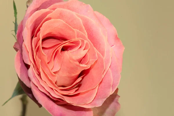 Piękny Pojedynczy Kwiat Róży Widok Bliska Koncepcja Lata — Zdjęcie stockowe