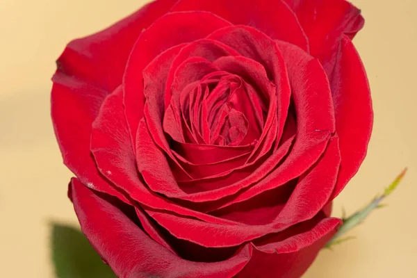 Krásná Jednokvětá Růže Zblízka Pohled Letní Koncept — Stock fotografie