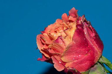 Güzel tek gül çiçeği, yakın görüş, yaz konsepti.