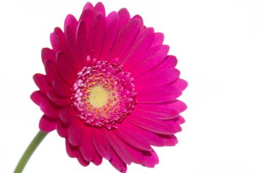 Gerbera çiçeği yakın çekim, yaz konsepti.