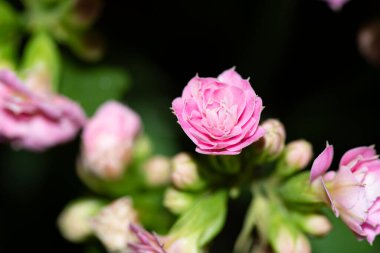 parlak renkli çiçeklerin yakın görüntüsü