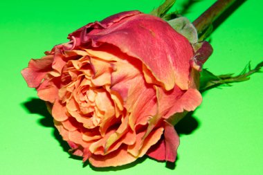 Güzel tek gül çiçeği, yakın görüş, yaz konsepti.