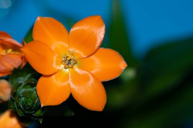 parlak renkli çiçeklerin yakın görüntüsü