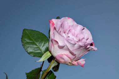 Güzel tek gül çiçeği, yakın görüş, yaz konsepti.