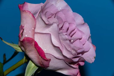 Güzel tek gül çiçeği, yakın görüş, yaz konsepti.