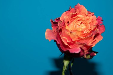 Güzel tek gül çiçeği, yakın görüş, yaz konsepti.