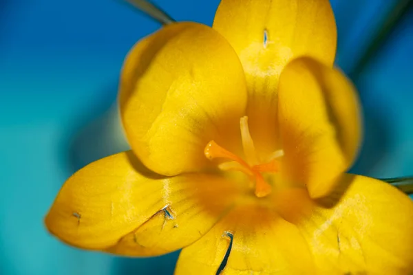 Gele Krokus Bloem Van Dichtbij Bekijken — Stockfoto