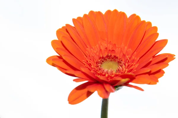 Gerbera Kwiat Zbliżenie Koncepcja Latem — Zdjęcie stockowe