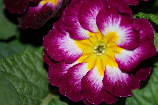 Vista Cerca Flores Colores Brillantes —  Fotos de Stock