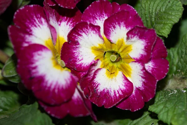 Vista Perto Flores Coloridas Brilhantes — Fotografia de Stock