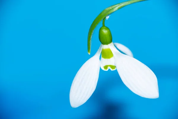Весняні Білі Квіти Вид Крупним Планом — стокове фото