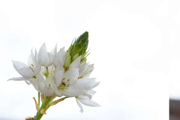 Весенние Белые Цветы Крупный План — стоковое фото
