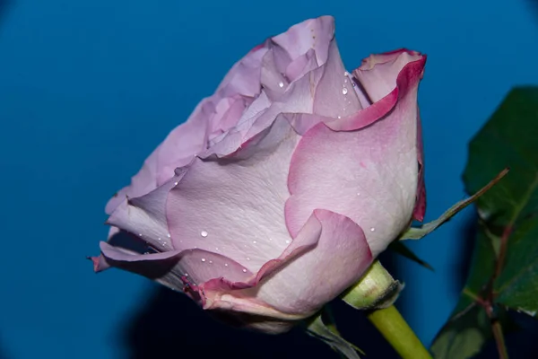 Schöne Einzelne Rosenblüte Nahsicht Sommerkonzept — Stockfoto