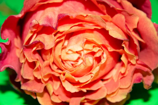 Hermosa Flor Rosa Sola Vista Cerca Concepto Verano — Foto de Stock