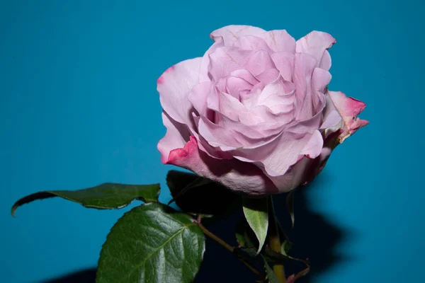 Belle Fleur Rose Simple Vue Rapprochée Concept Été — Photo