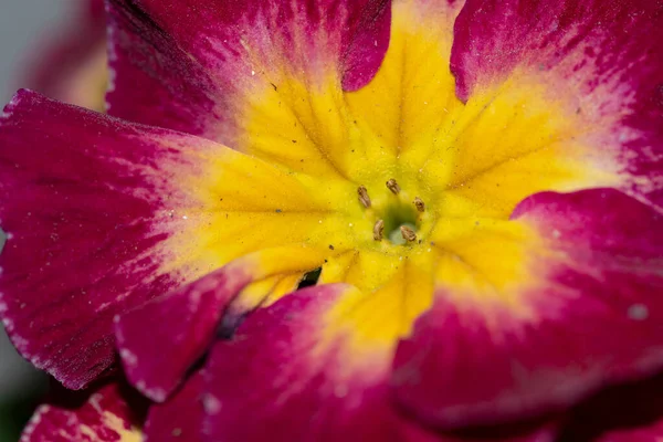 Zbliżenie Widok Jasne Kolorowe Kwiaty — Zdjęcie stockowe