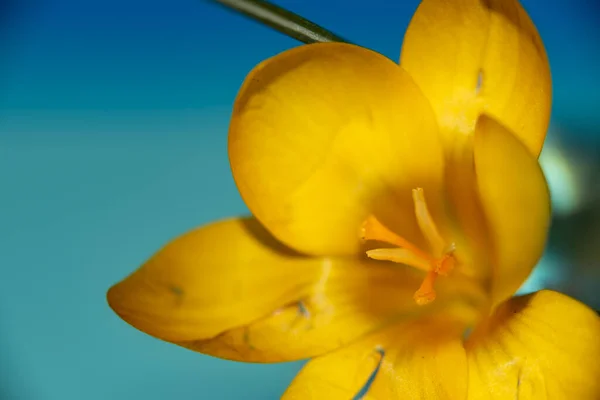 Gelbe Krokusblüte Nahsicht — Stockfoto