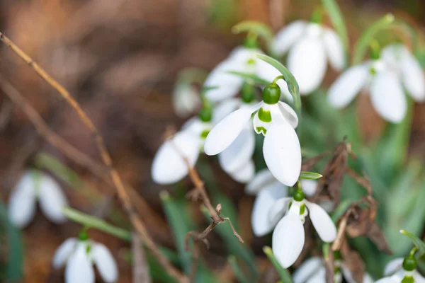 Весняні Білі Квіти Вид Крупним Планом — стокове фото