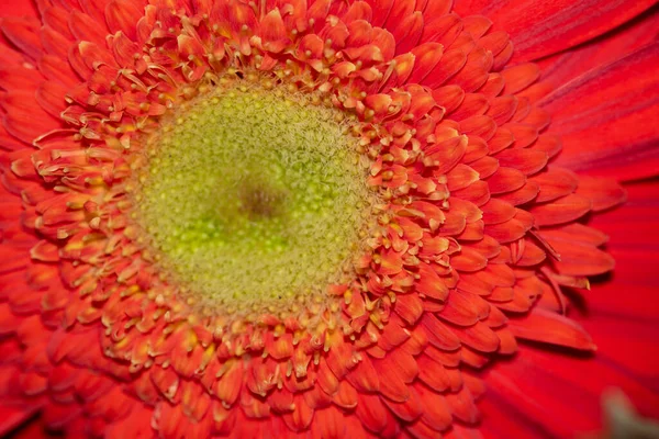 Gerbera Flower Close Summer Concept — Stock Photo, Image