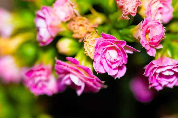 Närbild Ljusa Färgglada Blommor — Stockfoto