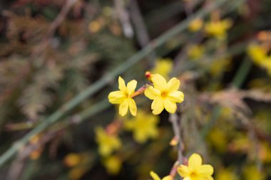Bahçede büyüyen güzel bir çiçek, çiçek kavramı