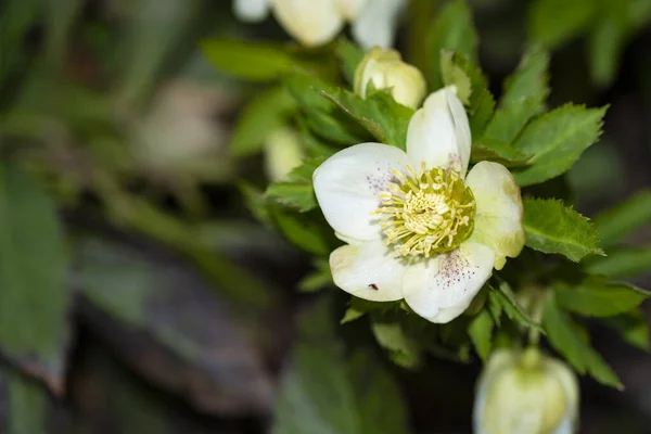Närbild Vackra Vita Blommor Sommar Koncept — Stockfoto