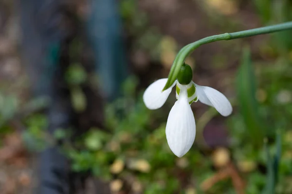 Sneeuwklokjes Met Groene Lentebladeren Close — Stockfoto