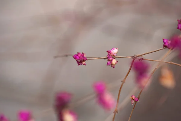 Beautiful Pink Flowers Garden — Stock Photo, Image