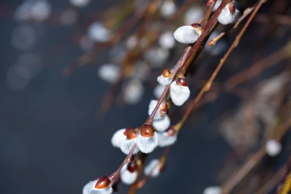 春の美しい柳の芽 — ストック写真