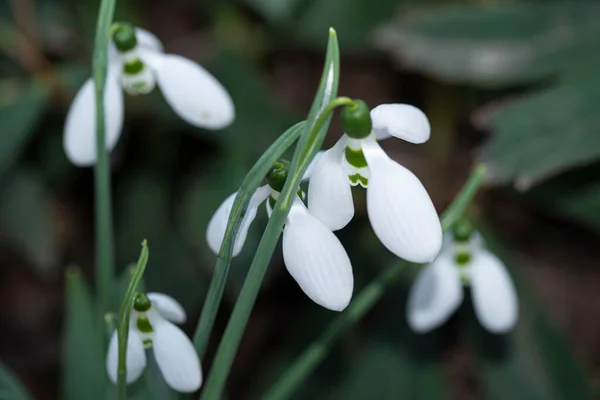 Gotas Nieve Con Hojas Verdes Primavera Primer Plano —  Fotos de Stock