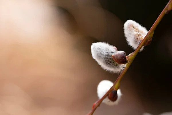 春の美しい柳の芽 — ストック写真