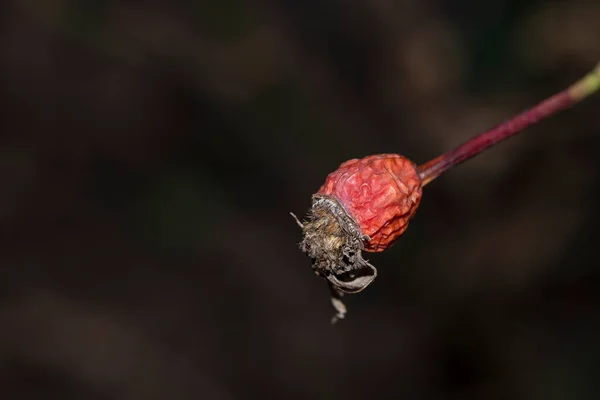 Close Dry Berry Dark Blurred Background — Photo