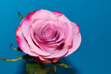 Güzel pembe güllere yakın, yaz konsepti.