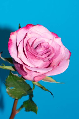 Güzel pembe güllere yakın, yaz konsepti.