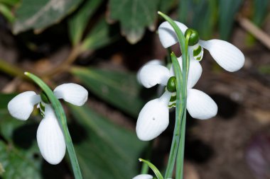 Yeşil bahar yapraklı kardamlaları, yakın plan..