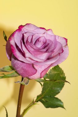 Güzel pembe güllere yakın, yaz konsepti.