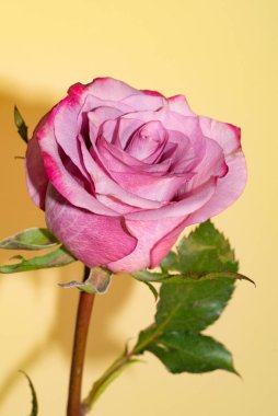 Güzel pembe güllere yakın, yaz konsepti.