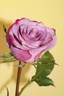 Güzel pembe güllere yakın, yaz konsepti.