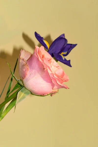 Primer Plano Hermosas Plantas Rosas Flores Iris — Foto de Stock