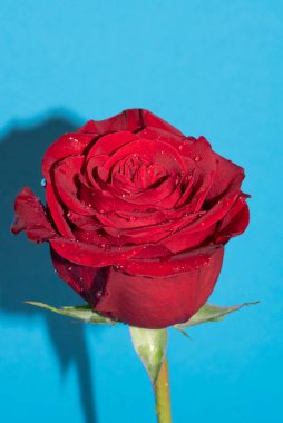 Mavi arkaplandaki güzel kırmızı gülü kapat