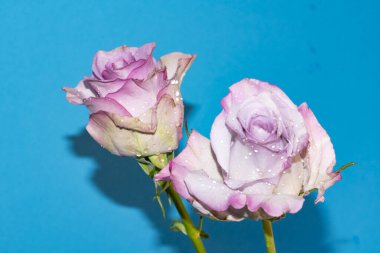 Mavi arkaplandaki güzel gülleri kapat