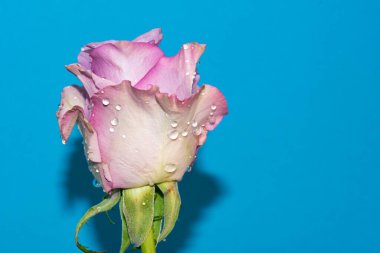 Mavi arkaplanda güzel beyaz ve menekşe gülüne yakın dur.