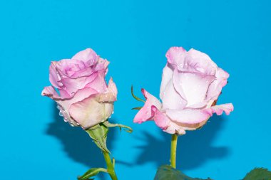 Mavi arkaplandaki güzel gülleri kapat