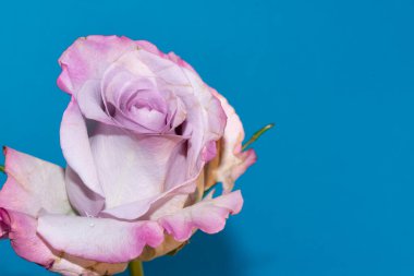 Mavi arkaplanda güzel beyaz ve menekşe gülüne yakın dur.