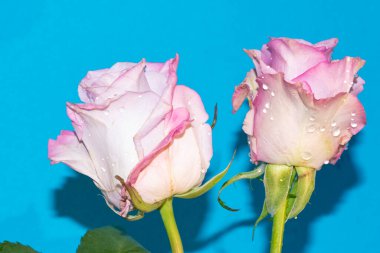 Mavi arkaplandaki güzel gülleri kapat