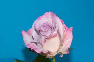 Mavi arkaplanda güzel beyaz ve menekşe gülüne yakın dur.