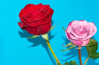 Mavi arkaplandaki güzel gülleri kapat