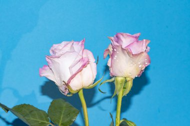 Mavi arkaplandaki güzel gülleri kapat