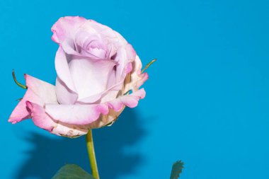 Mavi arkaplanda güzel beyaz ve menekşe gülüne yakın dur.