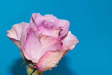 Mavi arkaplanda güzel beyaz ve menekşe gülüne yakın dur.